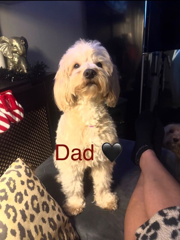 F3 cockerpoo puppies for sale - Image 5 of 7