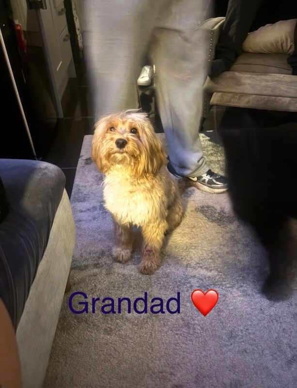 F3 cockerpoo puppies for sale - Image 6 of 7