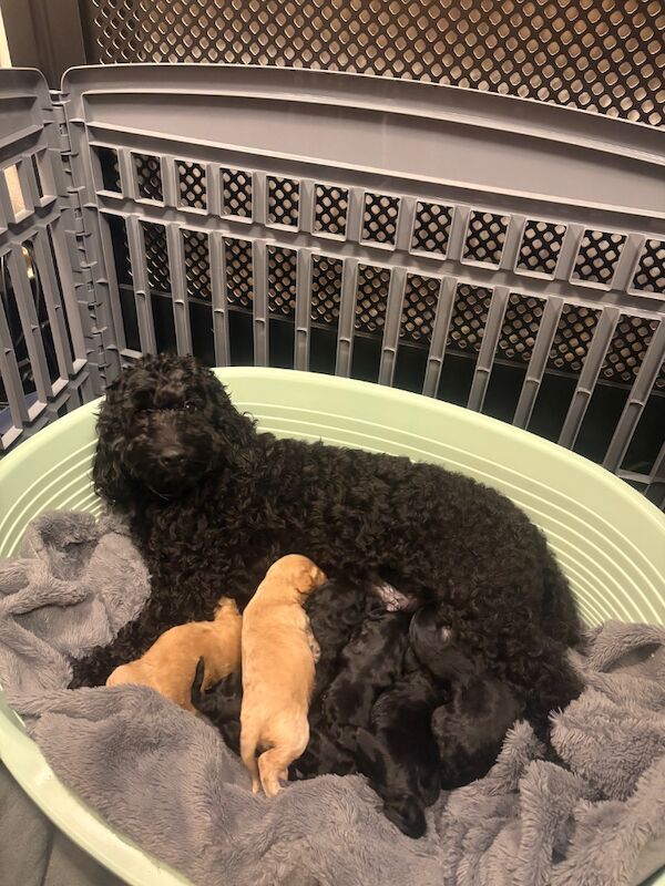 F3 cockerpoo puppies for sale - Image 7 of 7
