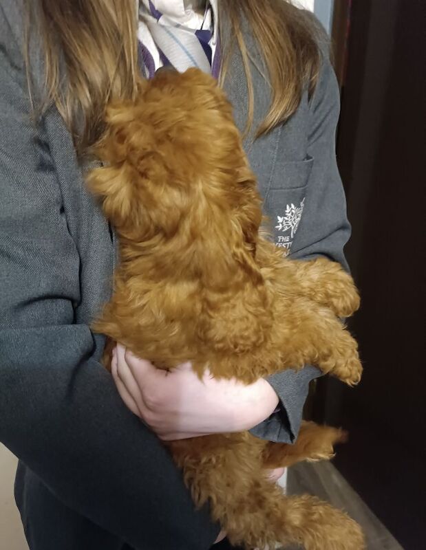 F4 Cockapoo for sale in Coventry, West Midlands