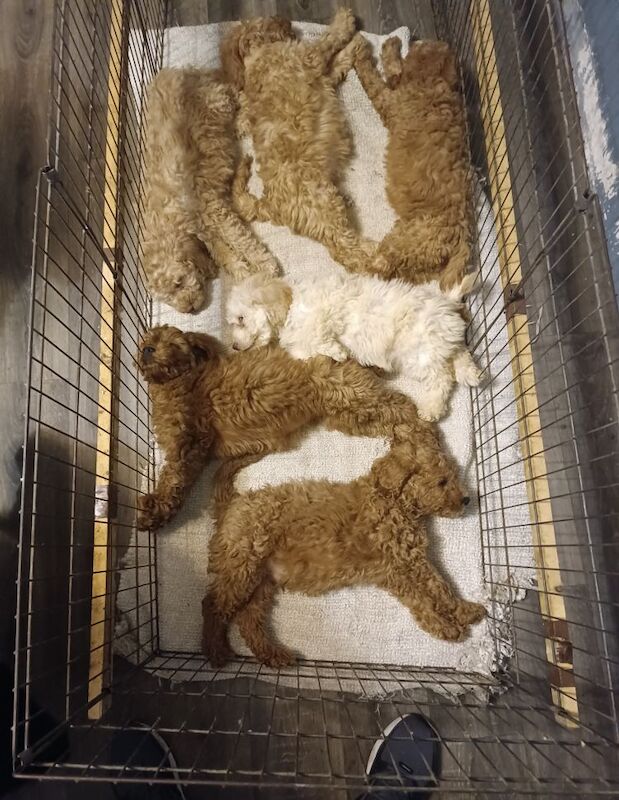 F4 Cockapoo for sale in Coventry, West Midlands | Image 2