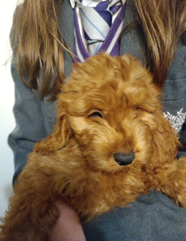 F4 Cockapoo for sale in Coventry, West Midlands | Image 3