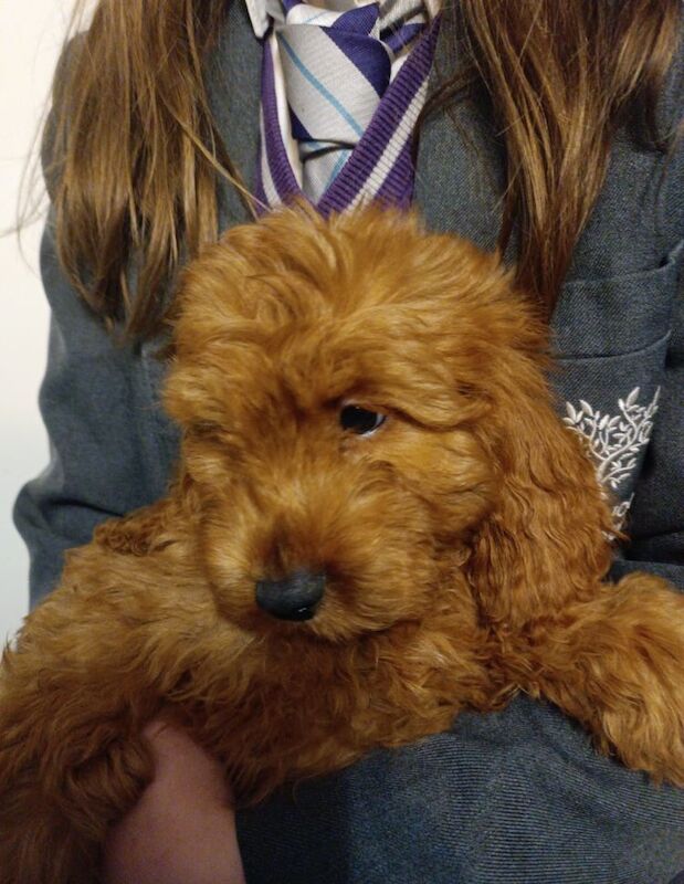F4 Cockapoo for sale in Coventry, West Midlands - Image 4
