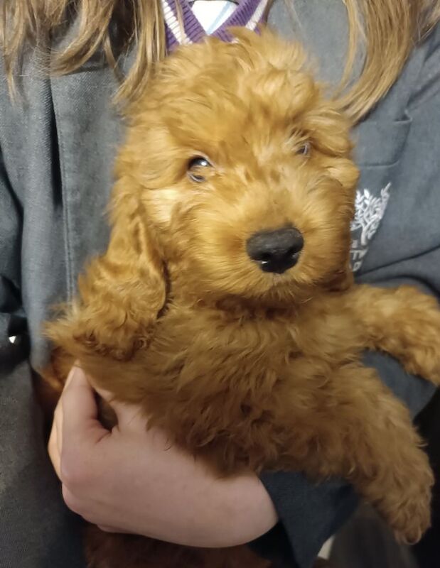 F4 Cockapoo for sale in Coventry, West Midlands - Image 5