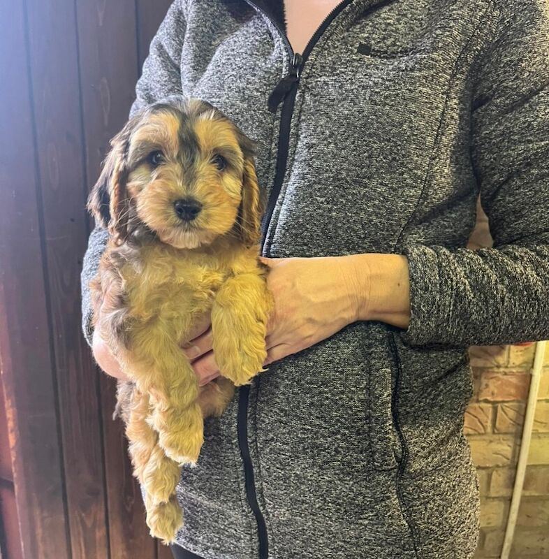 Cockapoo puppies for sale in Dartford, Kent – 8 weeks old