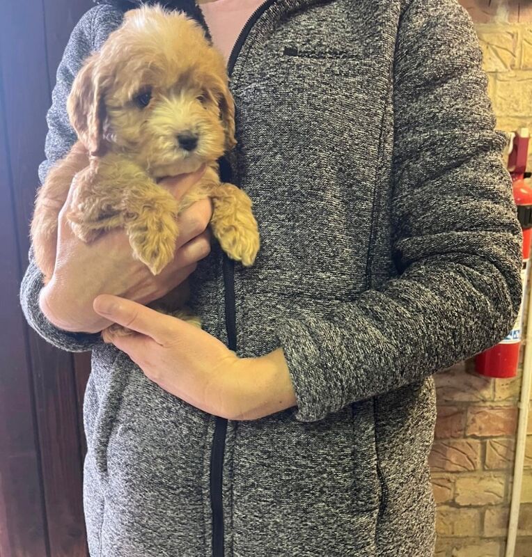 Cockapoo puppies for sale in Dartford, Kent – 8 weeks old - Image 3 of 15