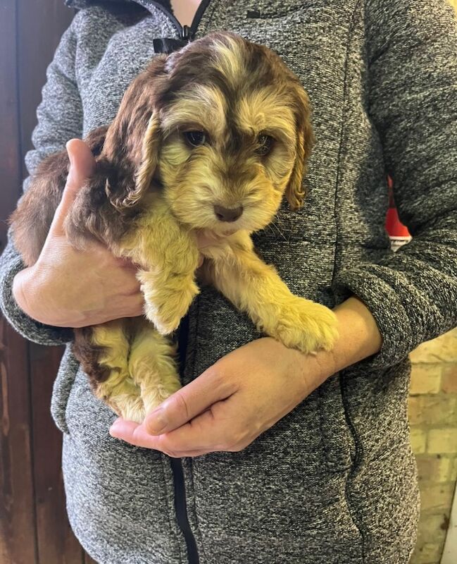 Cockapoo puppies for sale in Dartford, Kent – 8 weeks old - Image 4 of 15