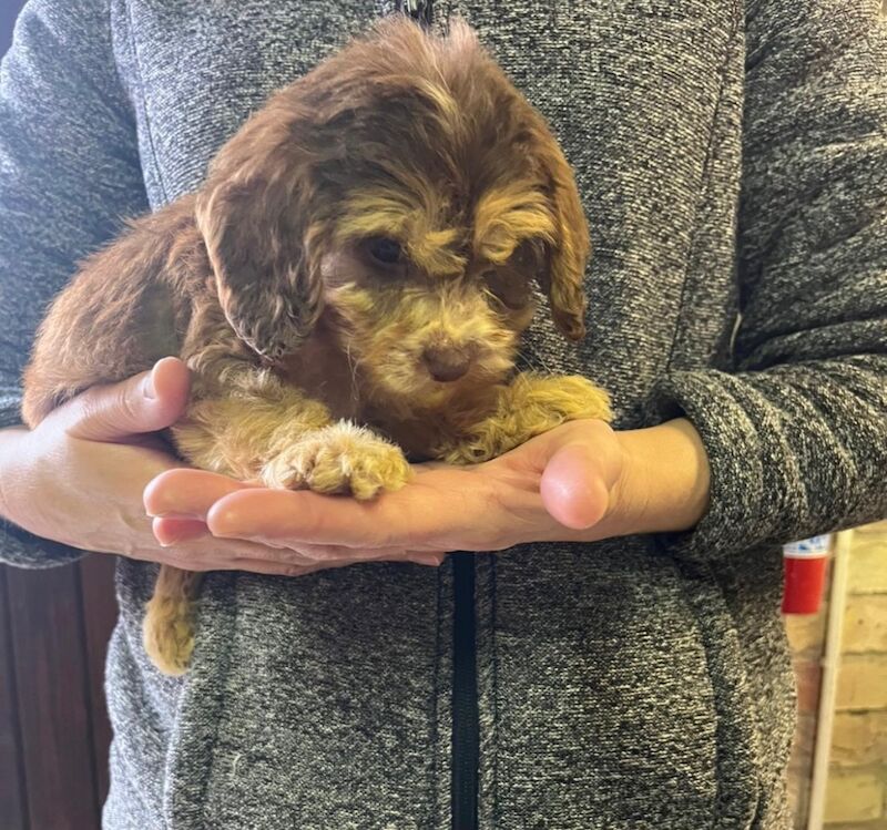 Cockapoo puppies for sale in Dartford, Kent – 8 weeks old - Image 5 of 15