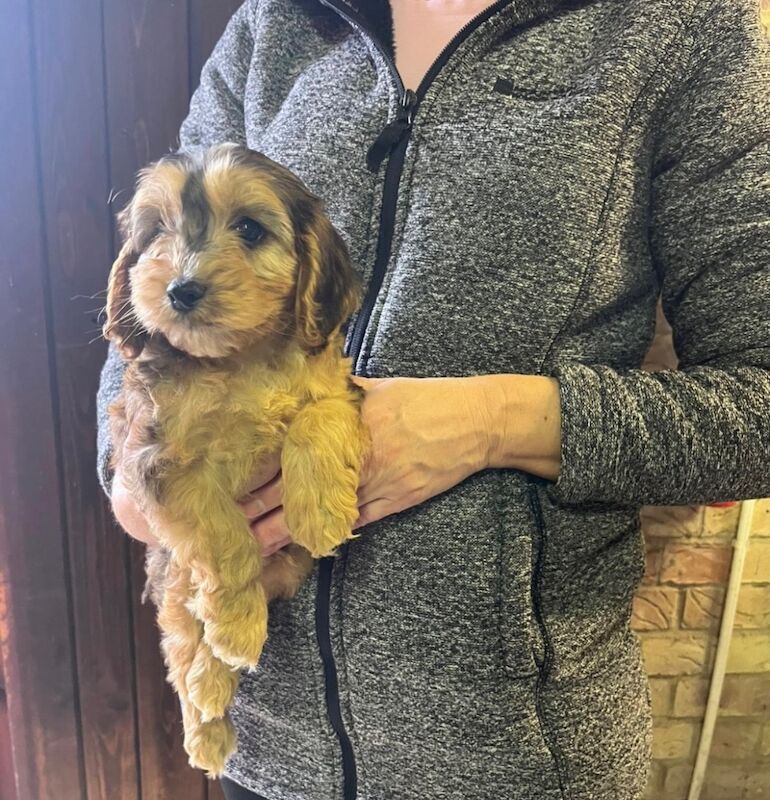 Cockapoo puppies for sale in Dartford, Kent – 8 weeks old - Image 6 of 15