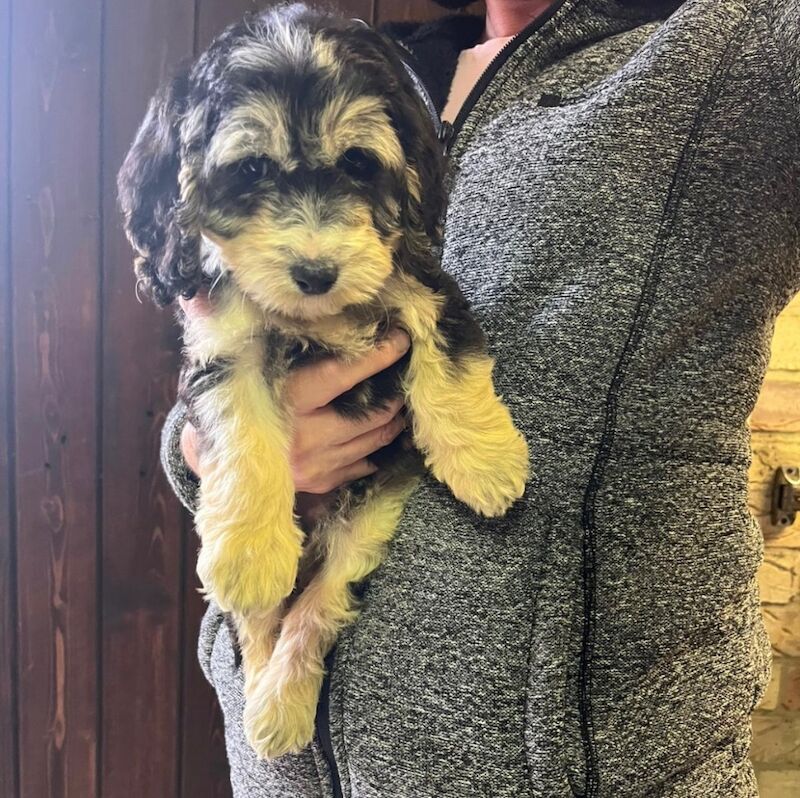 Cockapoo puppies for sale in Dartford, Kent – 8 weeks old - Image 7 of 15