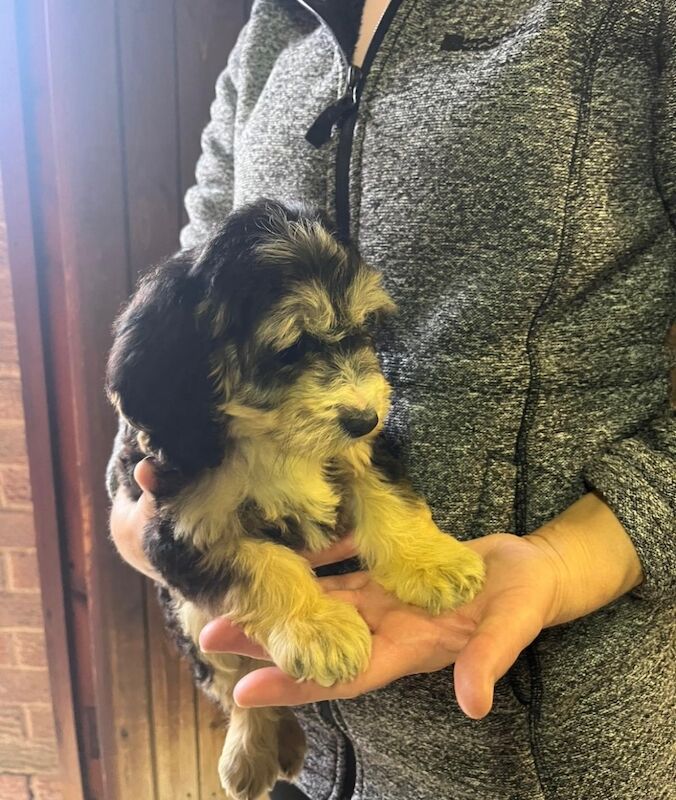 Cockapoo puppies for sale in Dartford, Kent – 8 weeks old - Image 8 of 15