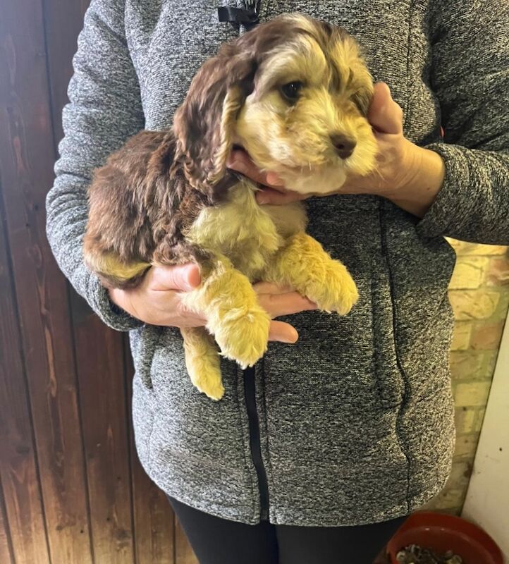 Cockapoo puppies for sale in Dartford, Kent – 8 weeks old - Image 9 of 15