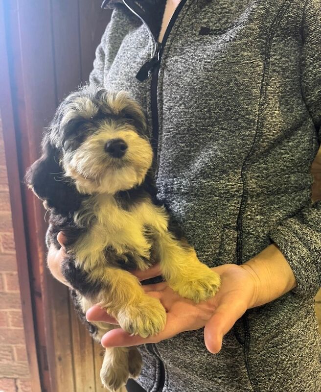 Cockapoo puppies for sale in Dartford, Kent – 8 weeks old - Image 10 of 15
