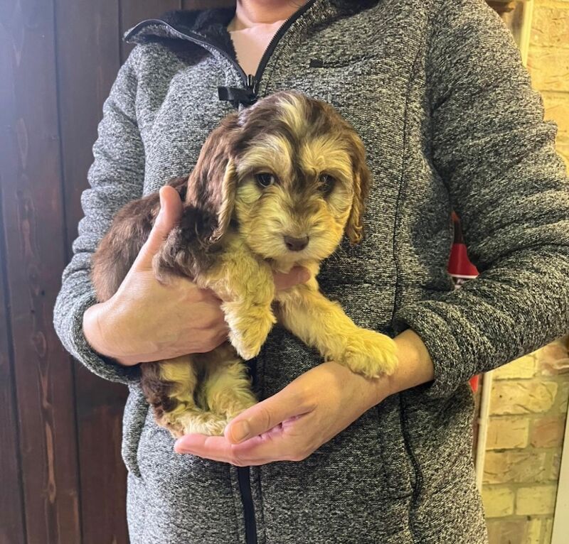 Cockapoo puppies for sale in Dartford, Kent – 8 weeks old - Image 12 of 15