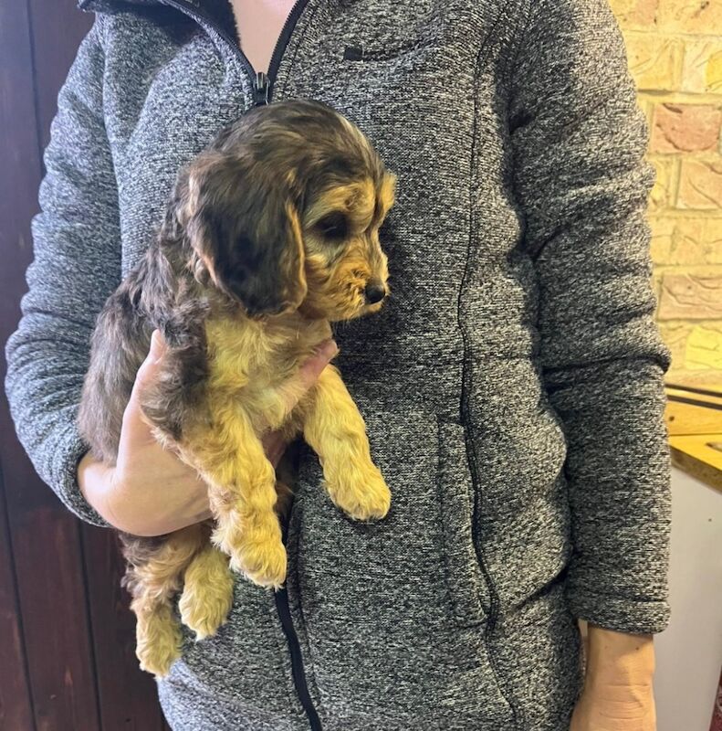Cockapoo puppies for sale in Dartford, Kent – 8 weeks old - Image 13 of 15