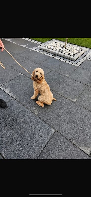 Cockapoo puppies for sale in Dartford, Kent – 8 weeks old - Image 15 of 15