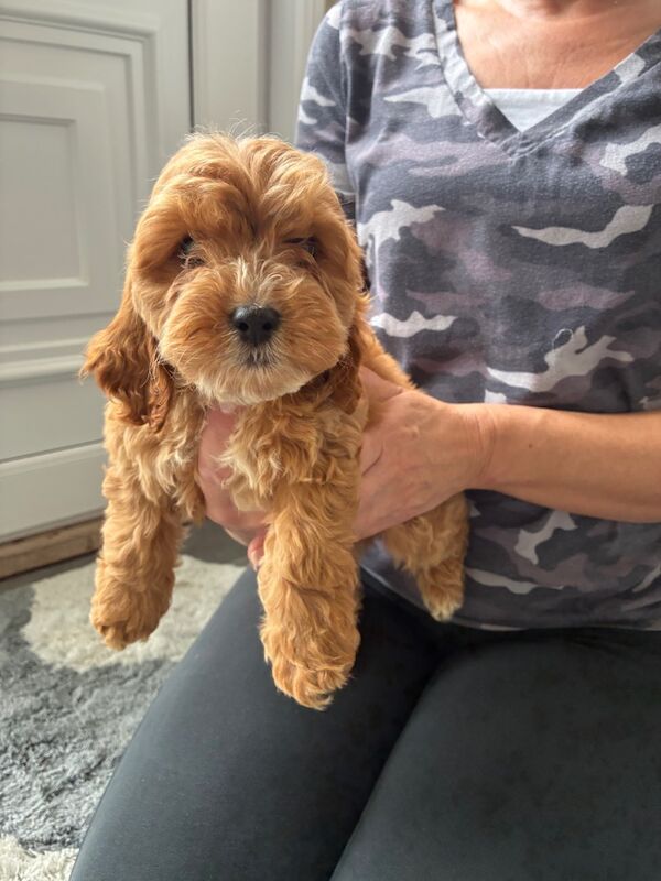 Cockapoo puppies for sale in Dartford, Kent – 8 weeks old