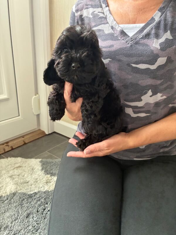 Cockapoo puppies for sale in Dartford, Kent – 9 weeks old - Image 2 of 5