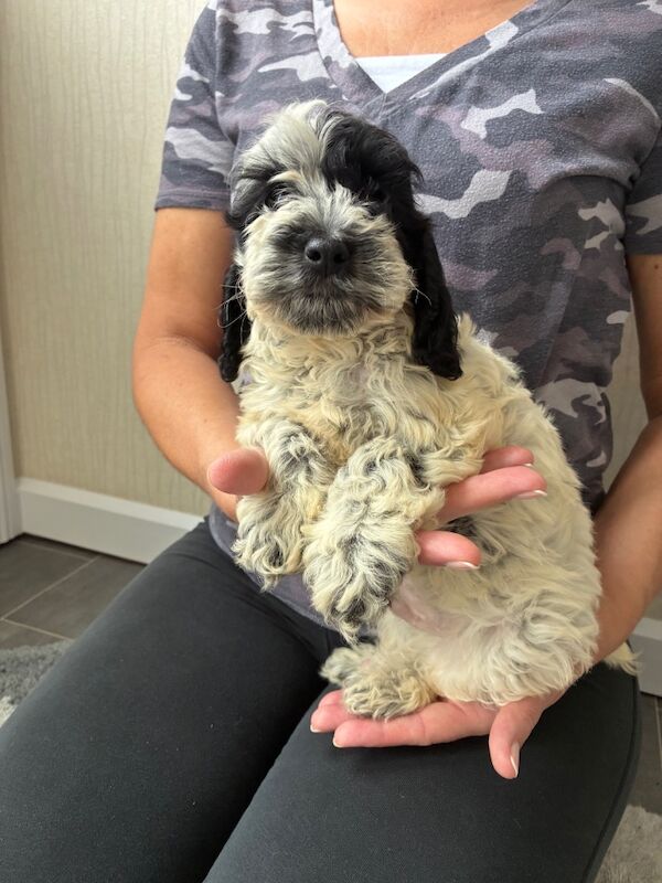 Cockapoo puppies for sale in Dartford, Kent – 9 weeks old - Image 3 of 5