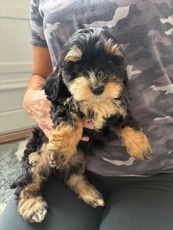 Cockapoo puppies for sale in Dartford, Kent – 9 weeks old - Image 4 of 5