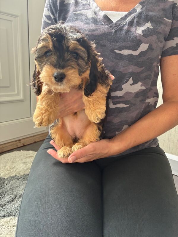 Cockapoo puppies for sale in Dartford, Kent – 9 weeks old - Image 5 of 5