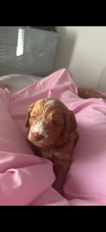 Fantastic DNA Health Clear Litter**Ready 1st Aug** - Image 3 of 15