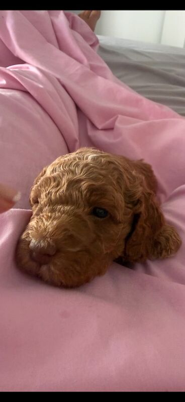 Fantastic DNA Health Clear Litter**Ready 1st Aug** - Image 4 of 15