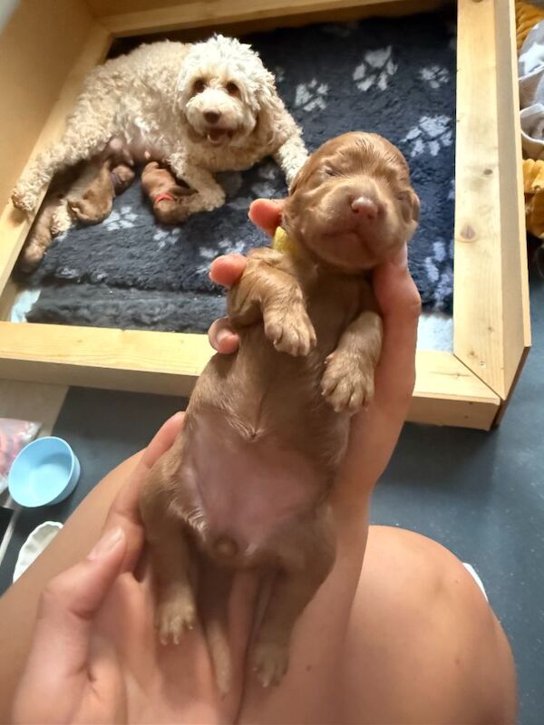 Fantastic DNA Health Clear Litter**Ready 1st Aug** - Image 5 of 15