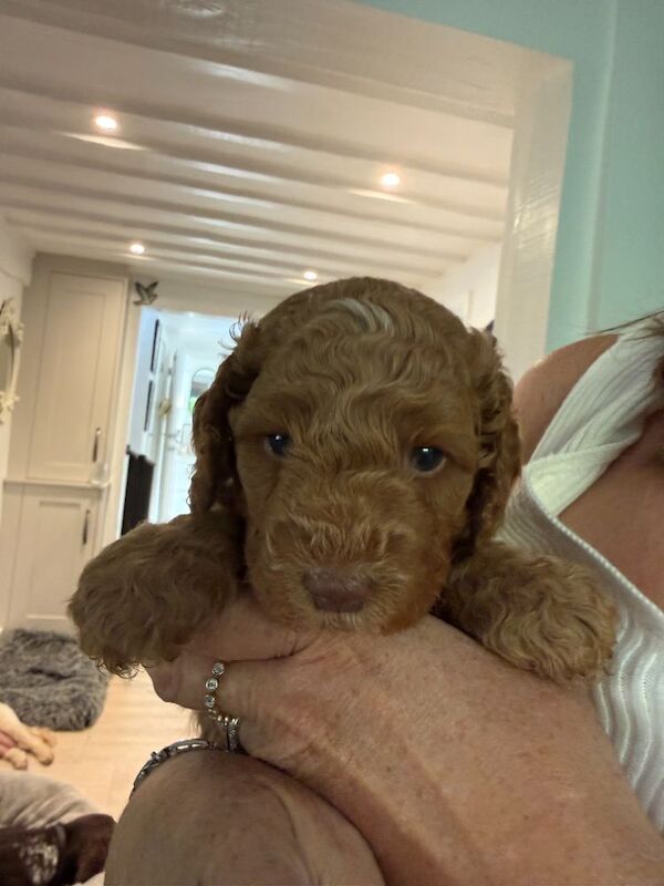 Fantastic DNA Health Clear Litter**Ready 1st Aug** - Image 6 of 15
