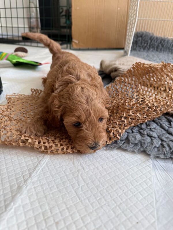Fantastic DNA Health Clear Litter**Ready 1st Aug** - Image 7 of 15