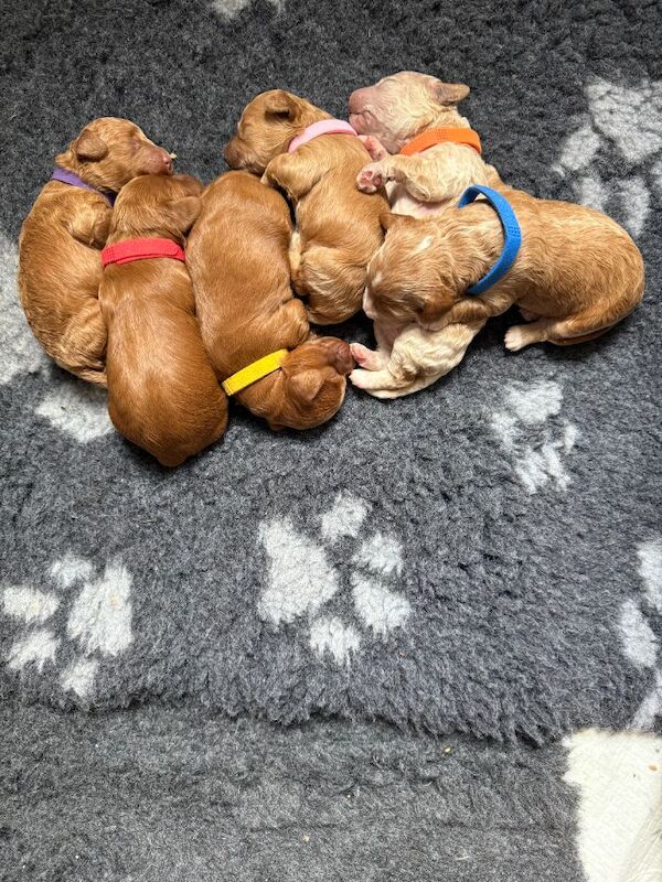 Fantastic DNA Health Clear Litter**Ready 1st Aug** - Image 8 of 15