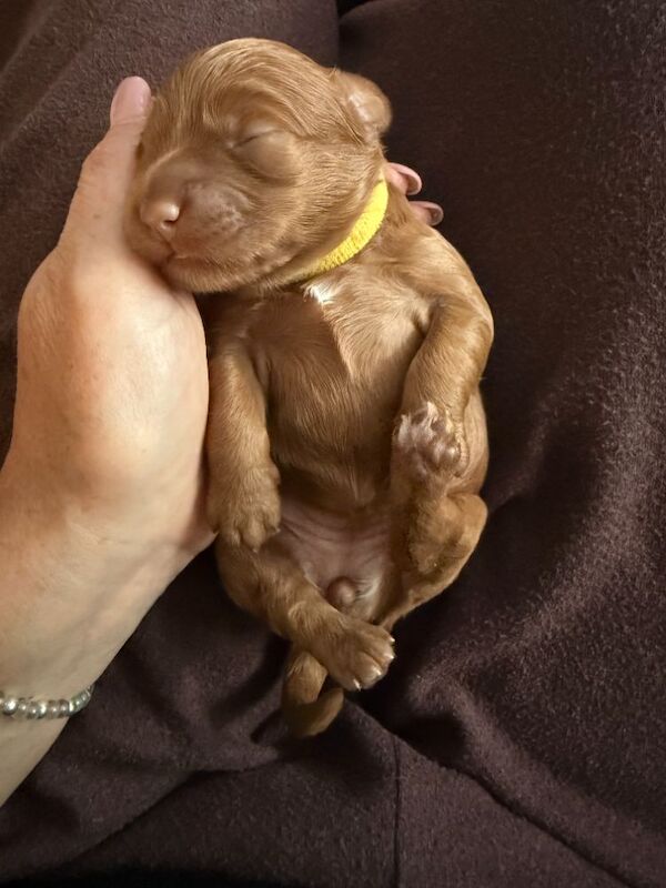 Fantastic DNA Health Clear Litter**Ready 1st Aug** - Image 10 of 15