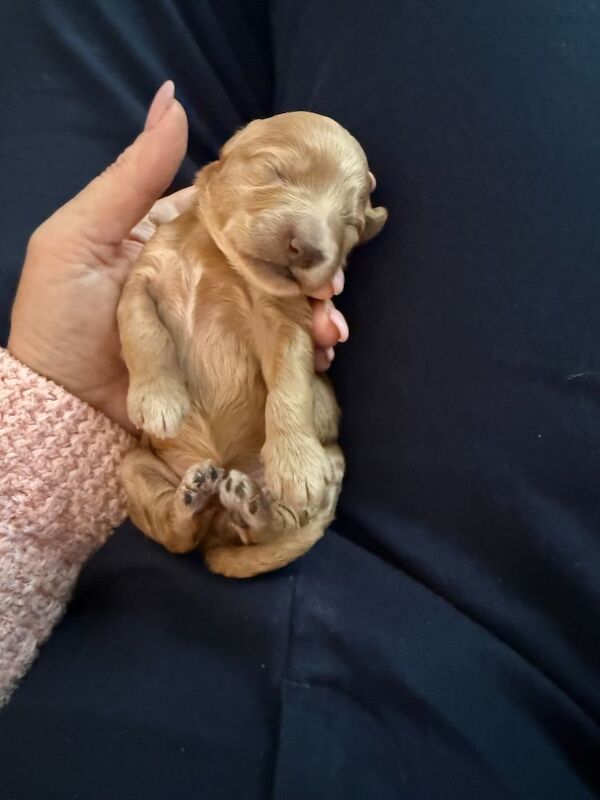 Fantastic DNA Health Clear Litter**Ready 1st Aug** - Image 11 of 15