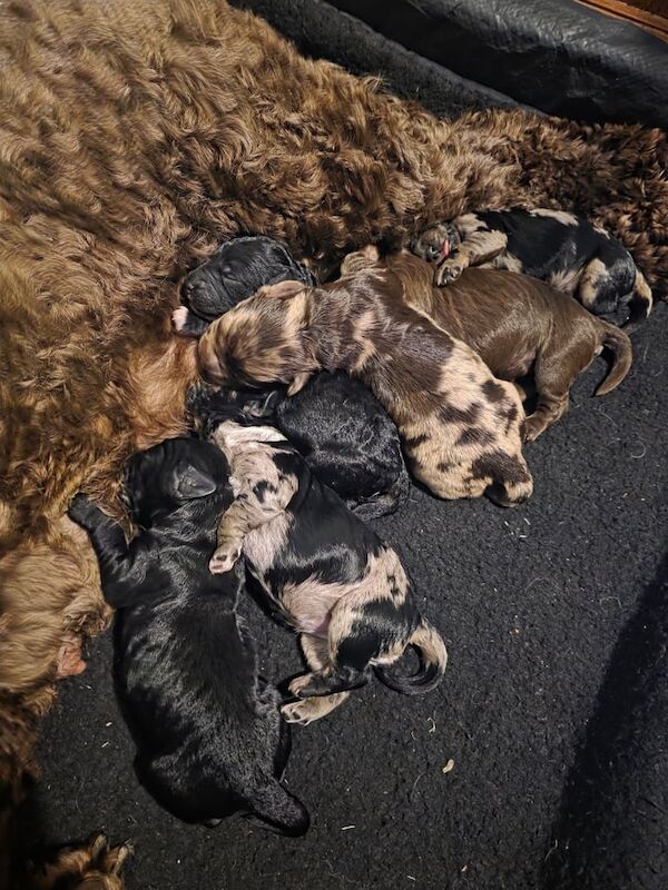Cockapoo puppies for sale in Wymondham, Norfolk – 4 weeks old