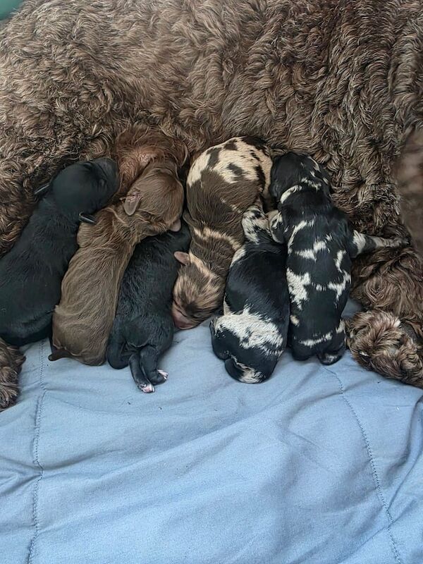 Cockapoo puppies for sale in Wymondham, Norfolk – 4 weeks old - Image 2 of 3