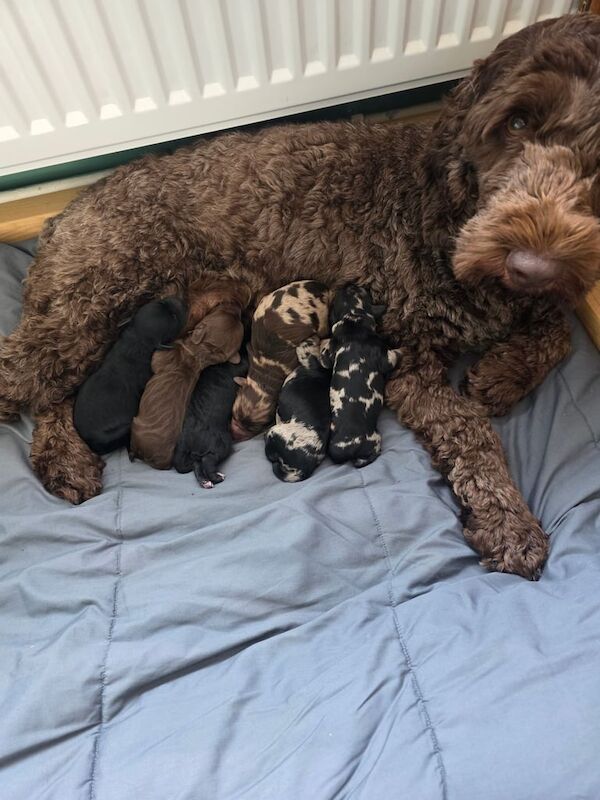 Cockapoo puppies for sale in Wymondham, Norfolk – 4 weeks old - Image 3 of 3