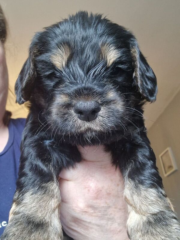 Fb1 cockapoo pups for sale in Arbroath, Angus