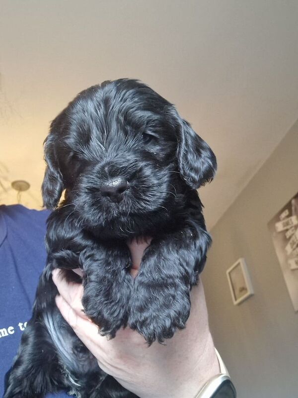 Fb1 cockapoo pups for sale in Arbroath, Angus | Image 2
