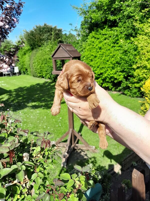 Fb1 cockerpoo puppies for sale in Skegness, Lincolnshire - Image 3
