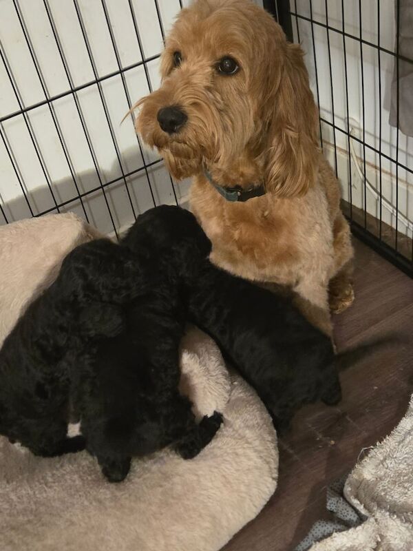 Cockapoo puppies for sale in Stirling, Stirling and Falkirk – 1 year old - Image 2 of 3