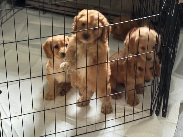 Cockapoo puppies for sale in Armagh, County Armagh – KC registered, 7 weeks old