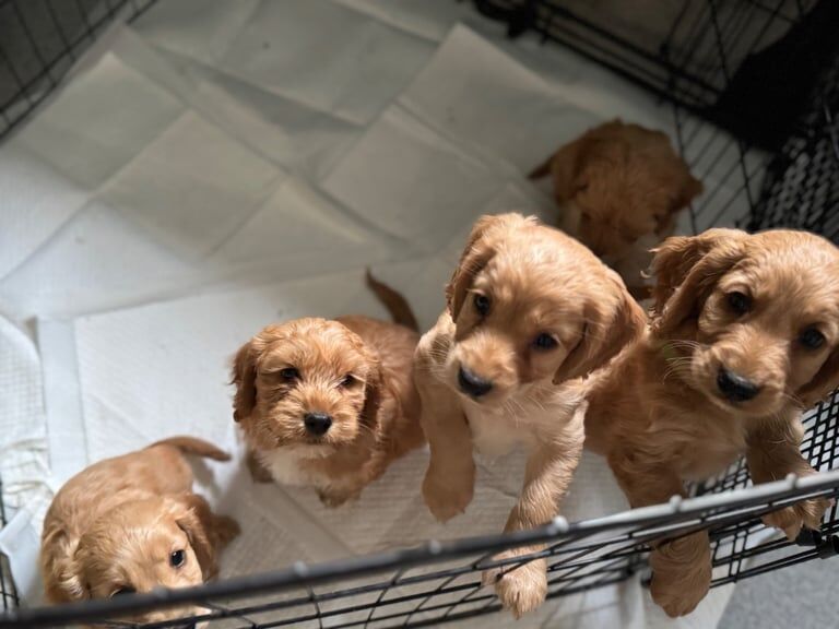 Cockapoo puppies for sale in Armagh, County Armagh – KC registered, 7 weeks old - Image 2 of 3