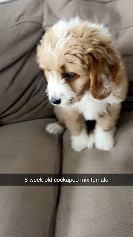 Cockapoo puppies for sale in Dungannon, County Tyrone – 11 months old - Image 2 of 3