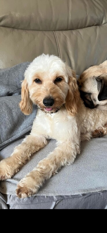 Cockapoo puppies for sale in Tiverton, Devon – 4 years old