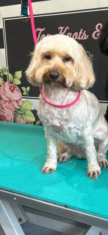 female cockapoo. - Image 2 of 3