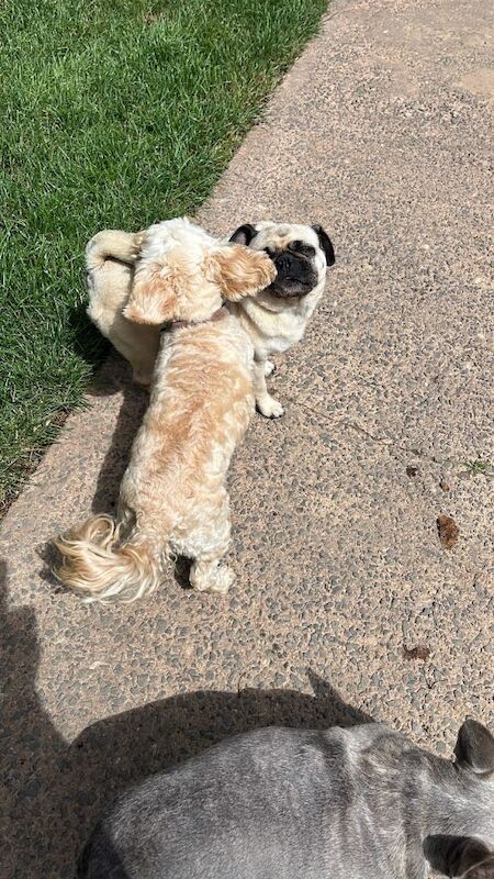female cockapoo. - Image 3 of 3