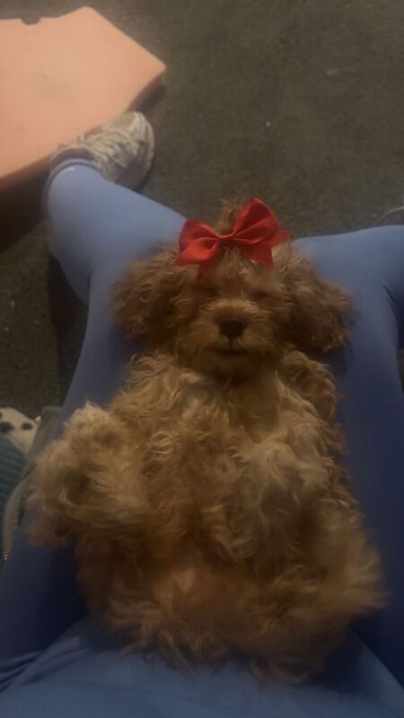 Female cockapoo