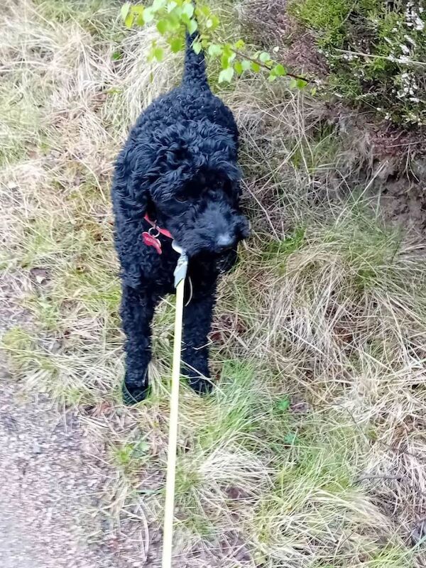 Cockapoo Puppies For Sale Under £1,000