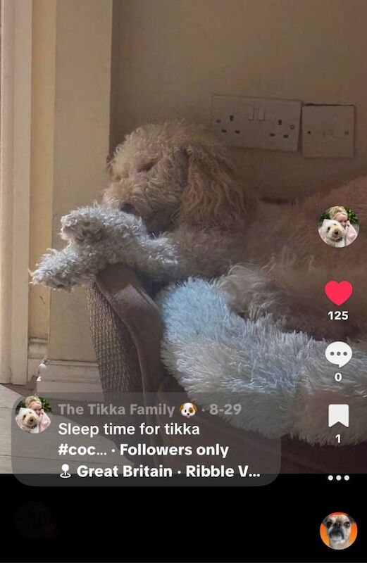 Cockapoo puppies for sale in Colchester, Essex – 1 year old