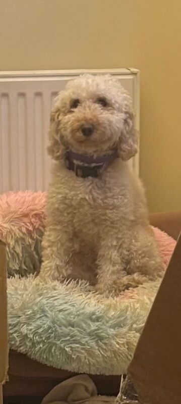 Cockapoo puppies for sale in Colchester, Essex – 1 year old